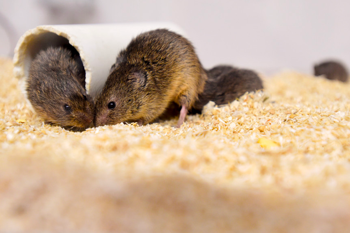 Two prairie voles touch snouts in a tank.