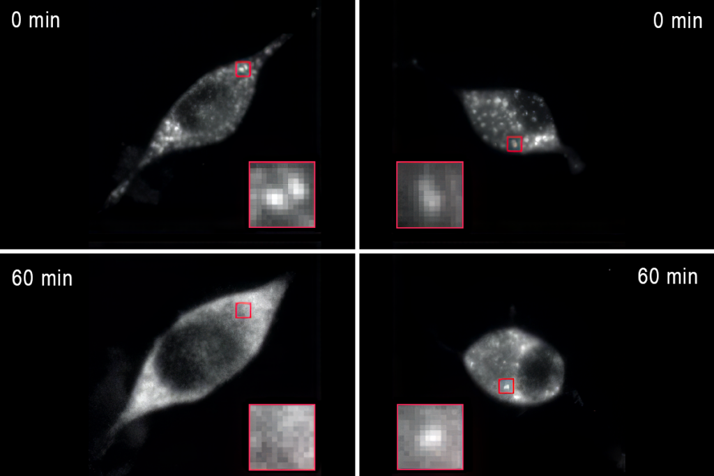 Research image of cells lacking microexon 4.