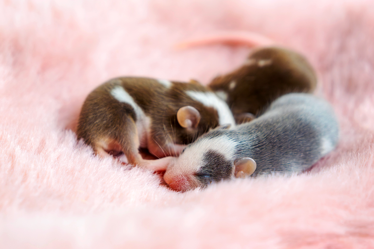 Three sleeping mice.