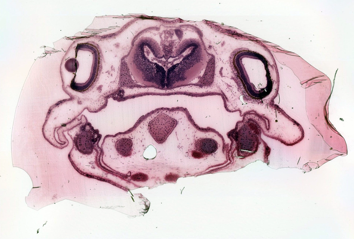 Research image of a transverse section of the head of a juvenile axolotls Ambystoma mexicanum