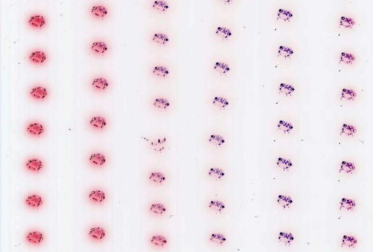 Research image of histological sections of channel catfish embryos