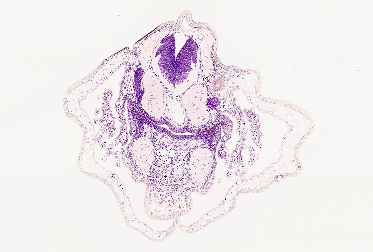 research image of peripheral nerves stained violet in a transverse section of a whole embryo of the endangered Australian lungfish