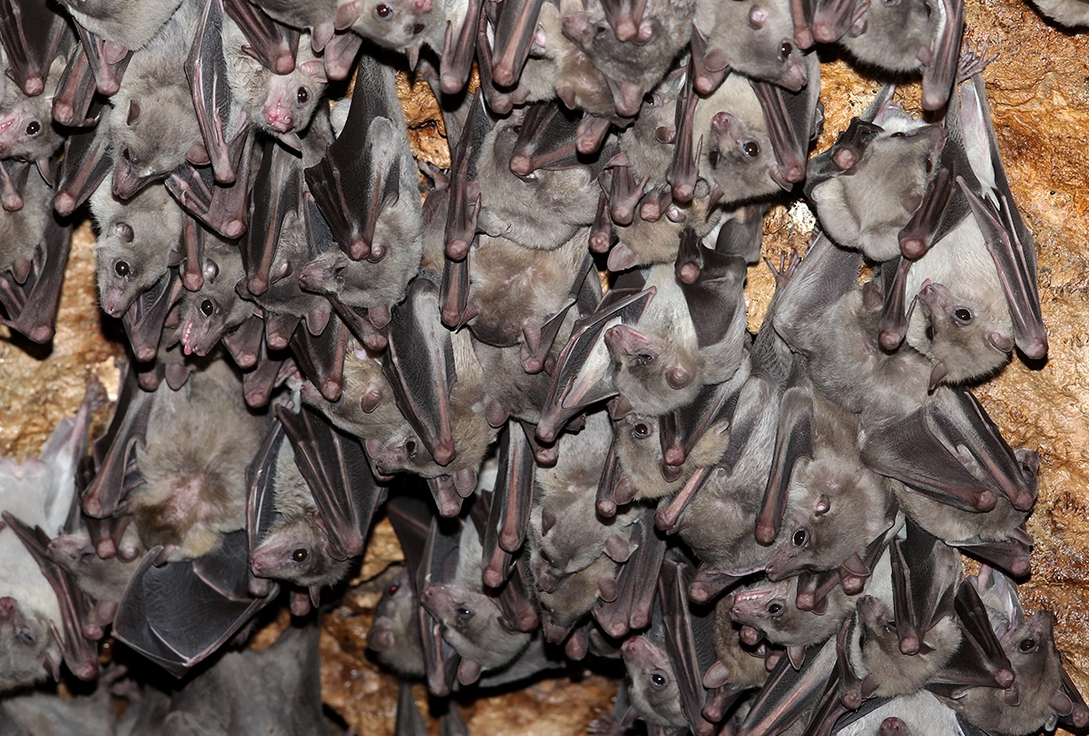 Bats in a dense cluster on rock face.