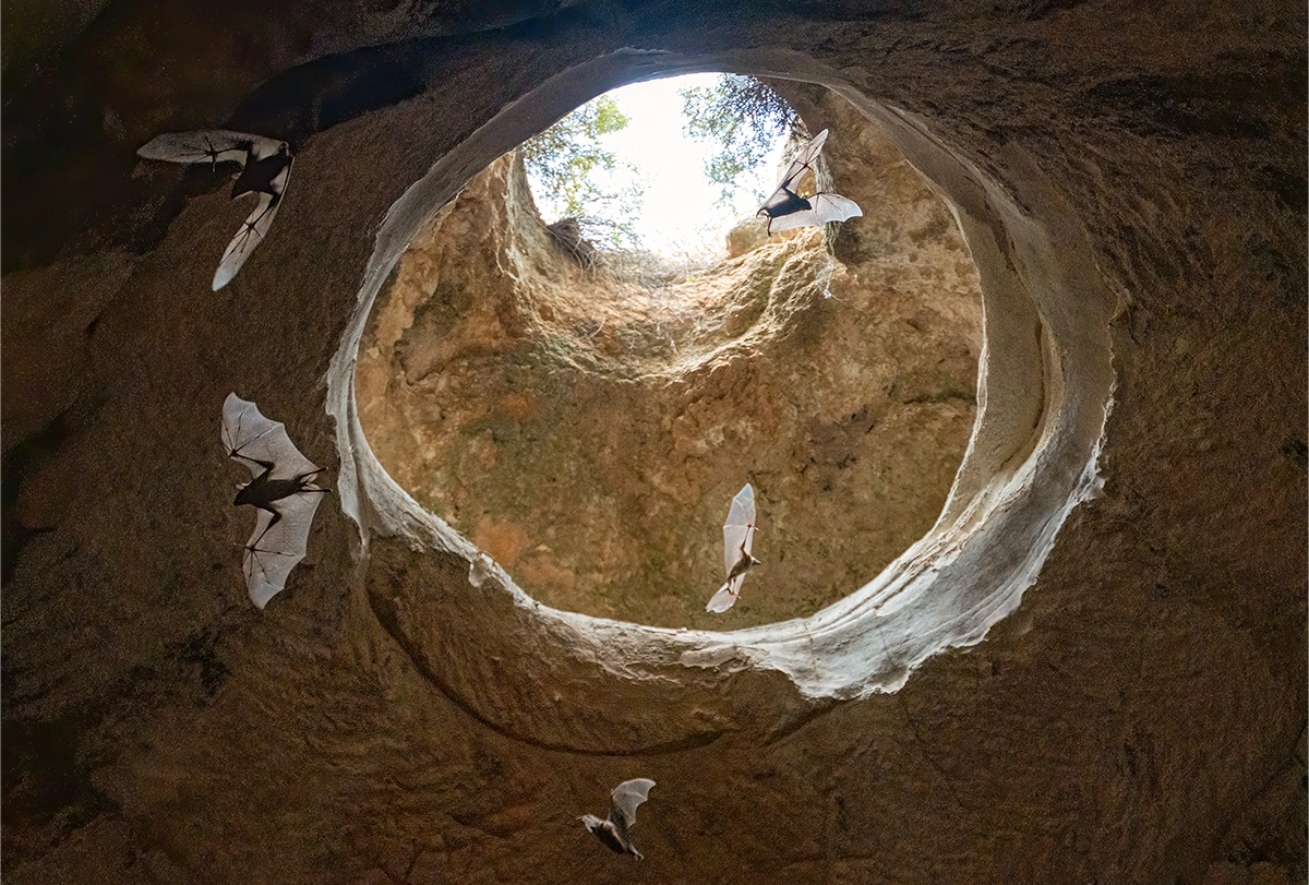 Bats in flight, circling in front of circular openings in rock formations.