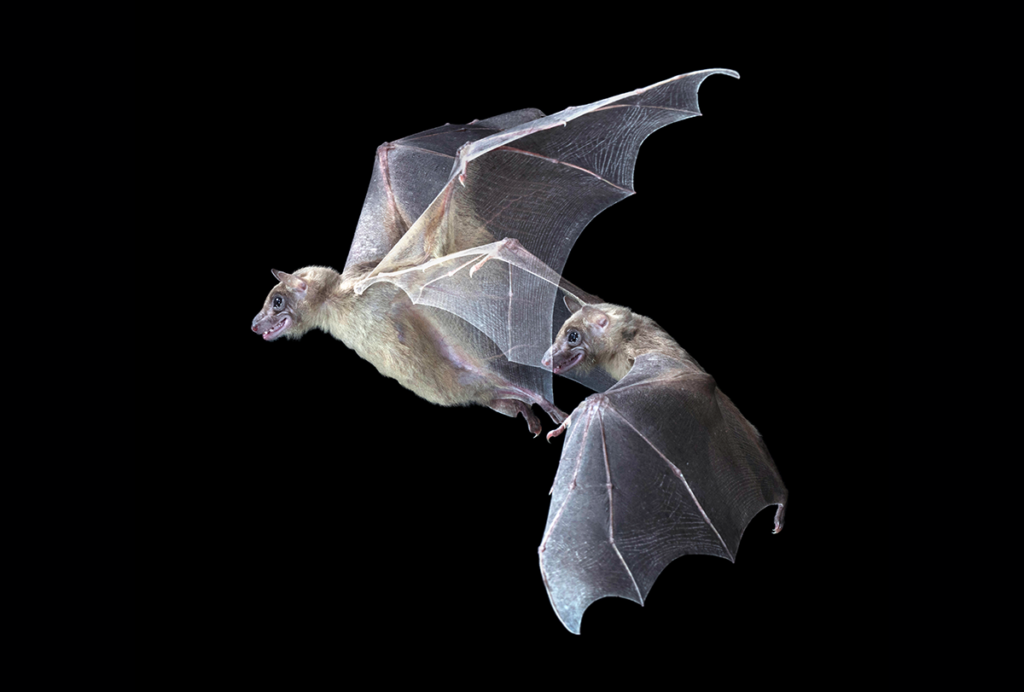 Two bats in flight in black space.