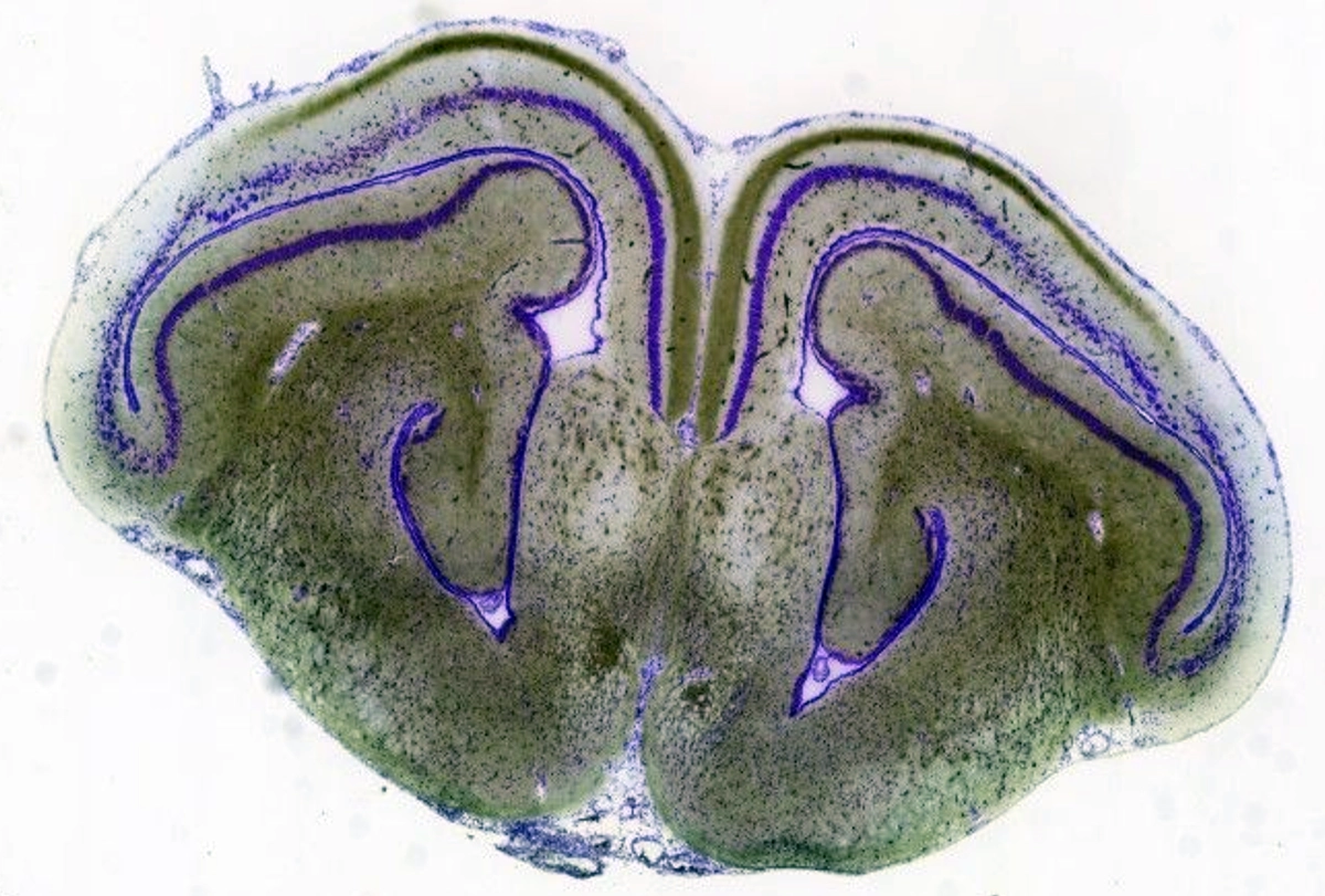 research image of a serial transverse section from a tuatara Sphenodon punctatus