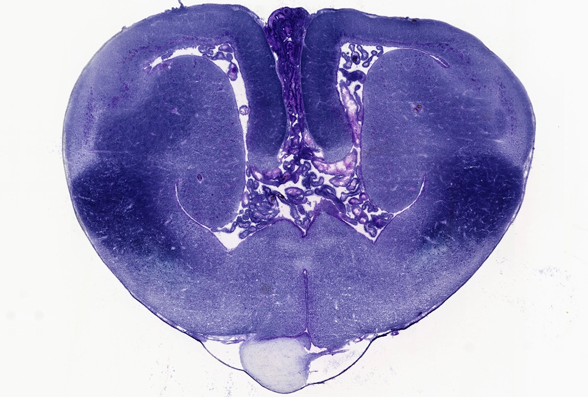 Research image of a histological sections of a painted turtle