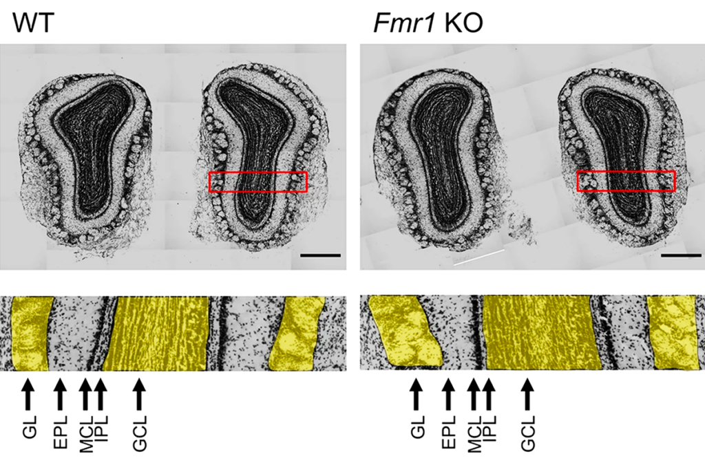 Research image of mouse olfactory bulbs.