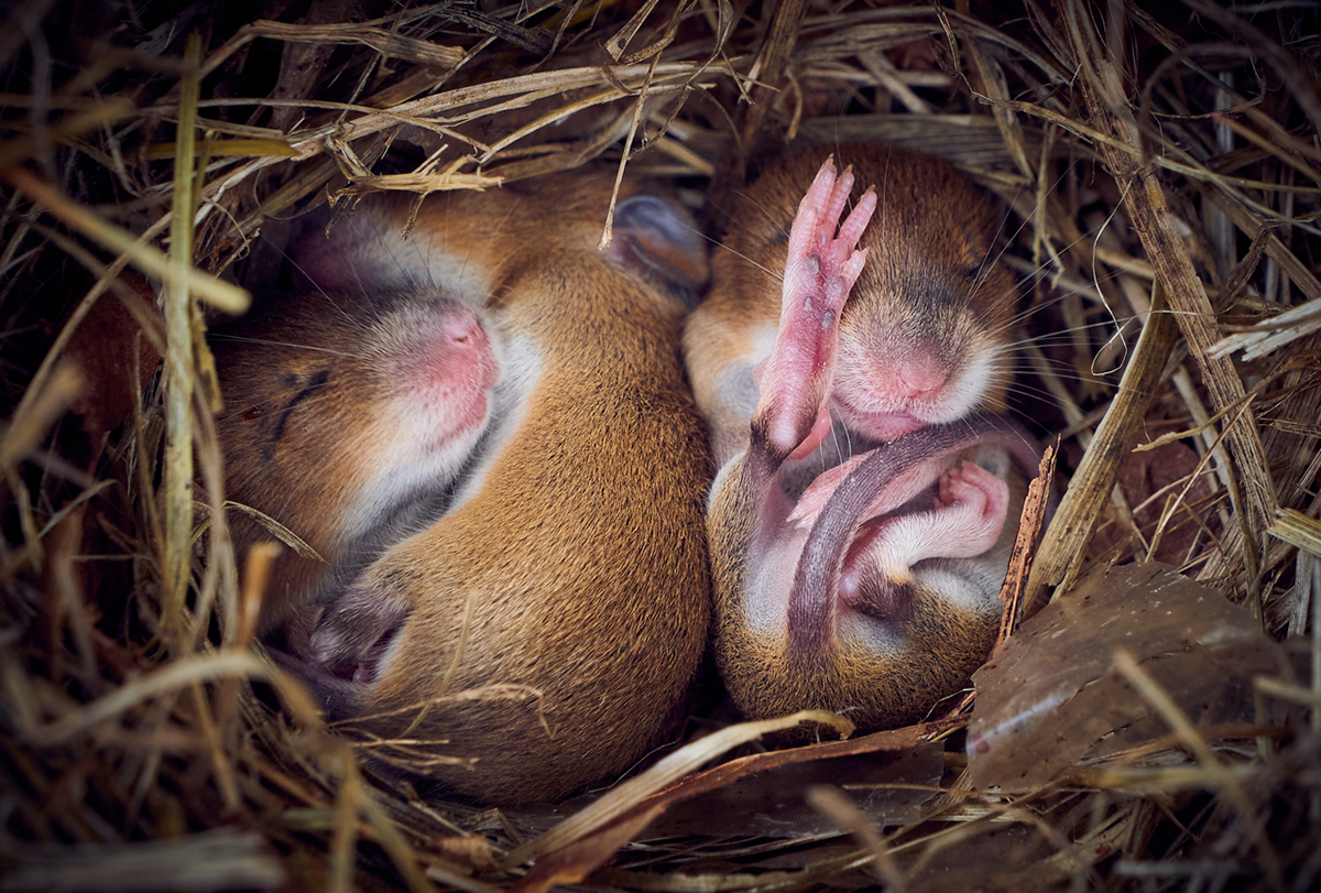 Two mice sleeping.