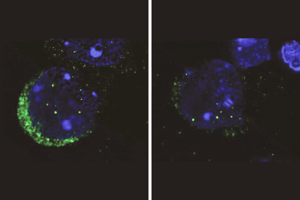 Research image of protein synthesis in mice.