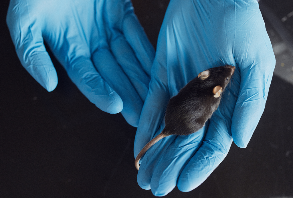 A mouse sits on a gloved hand.