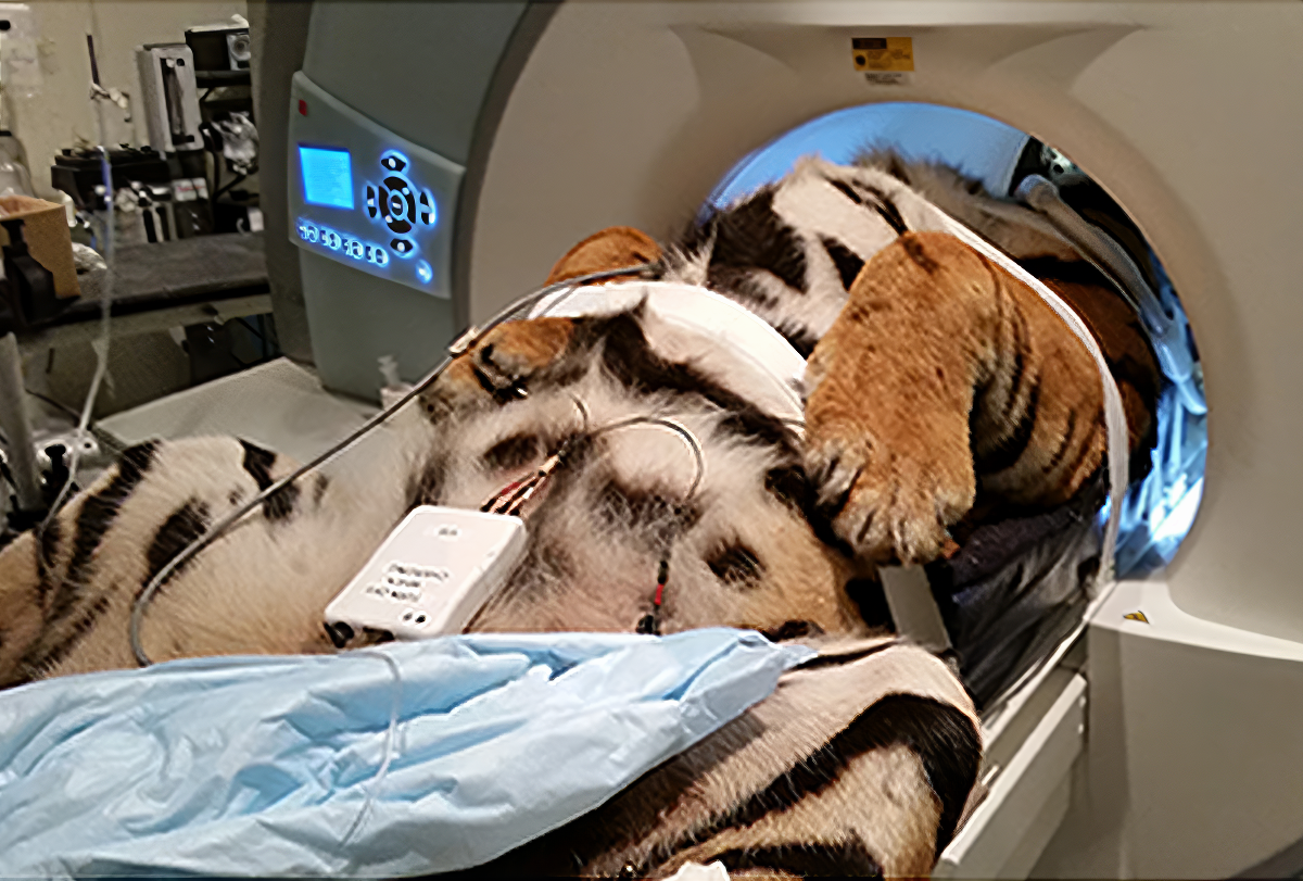 Tiger in a brain scanner.